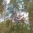 japhet